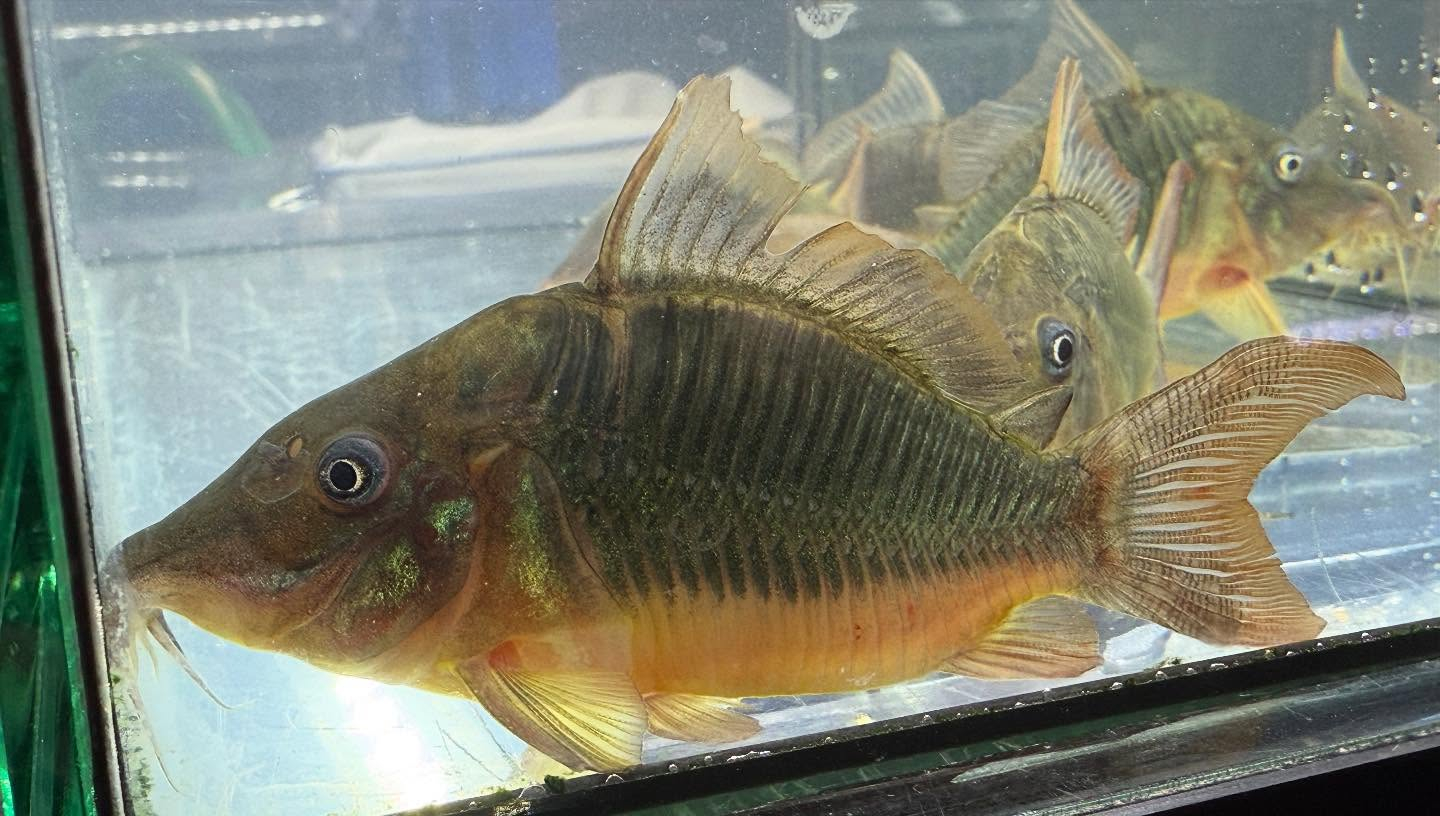 aquastyleg.base.shop/items/117...