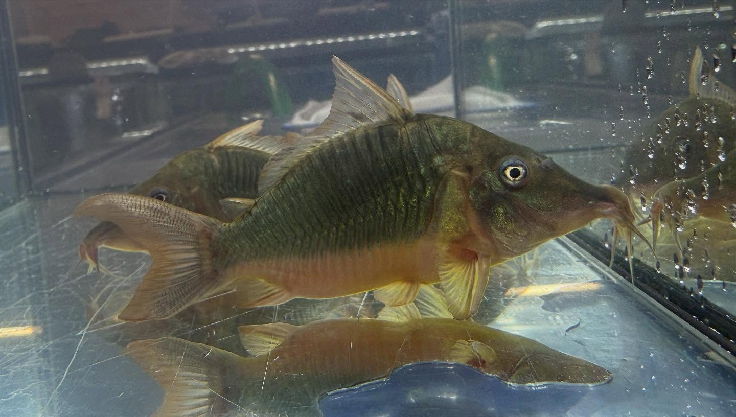 aquastyleg.base.shop/items/117...