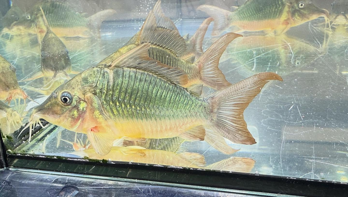 aquastyleg.base.shop/items/117...