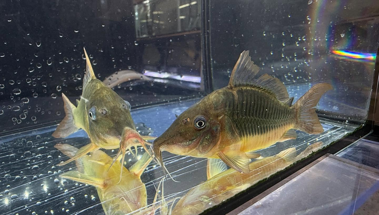 aquastyleg.base.shop/items/117...