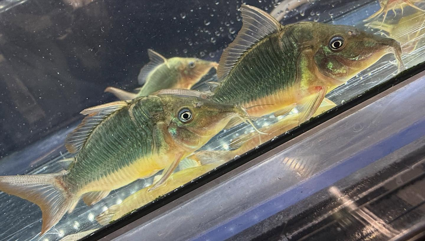 aquastyleg.base.shop/items/117...