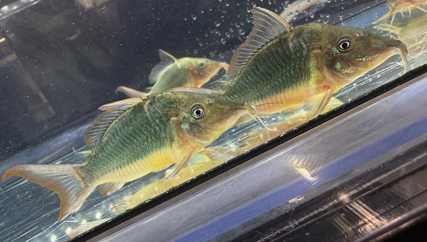 aquastyleg.base.shop/items/117...