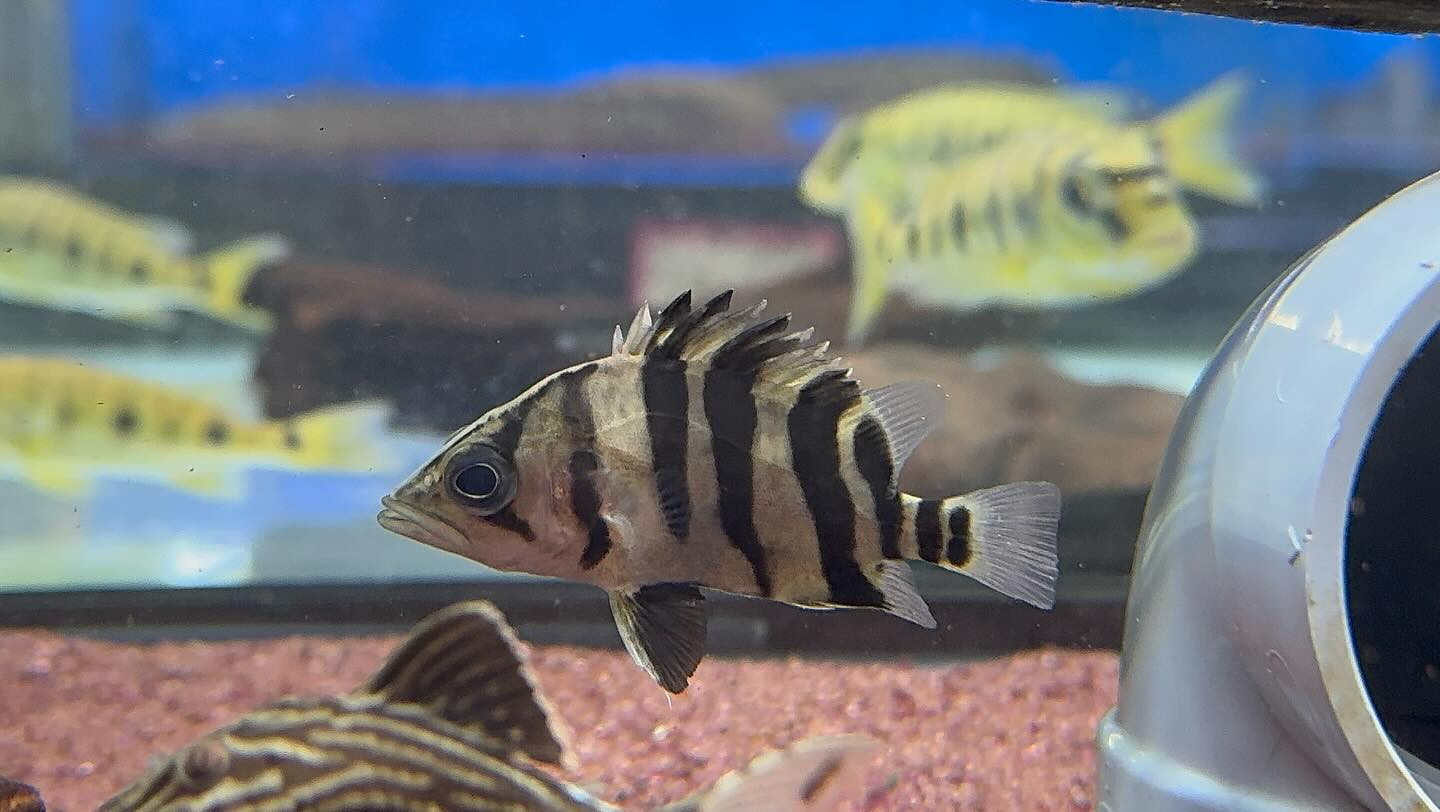 aquastyleg.base.shop/items/115...