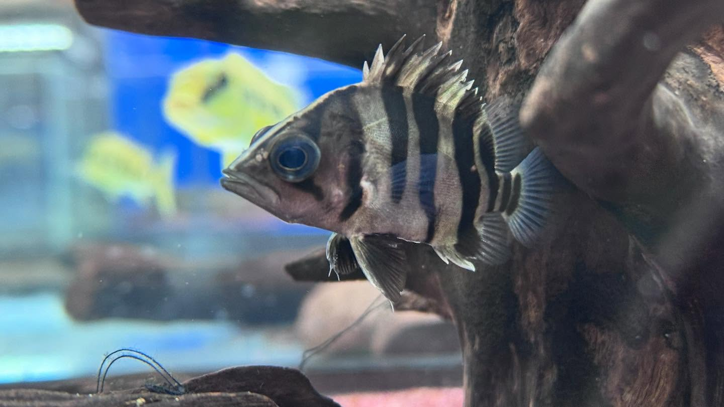 aquastyleg.base.shop/items/115...