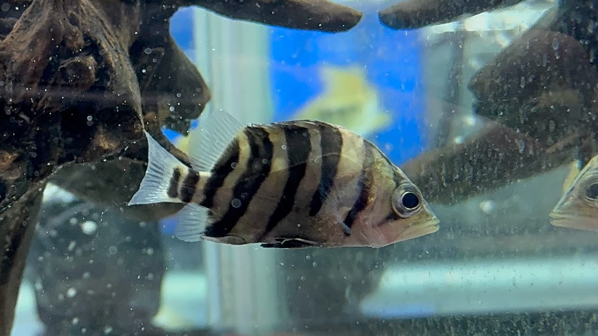 aquastyleg.base.shop/items/115...