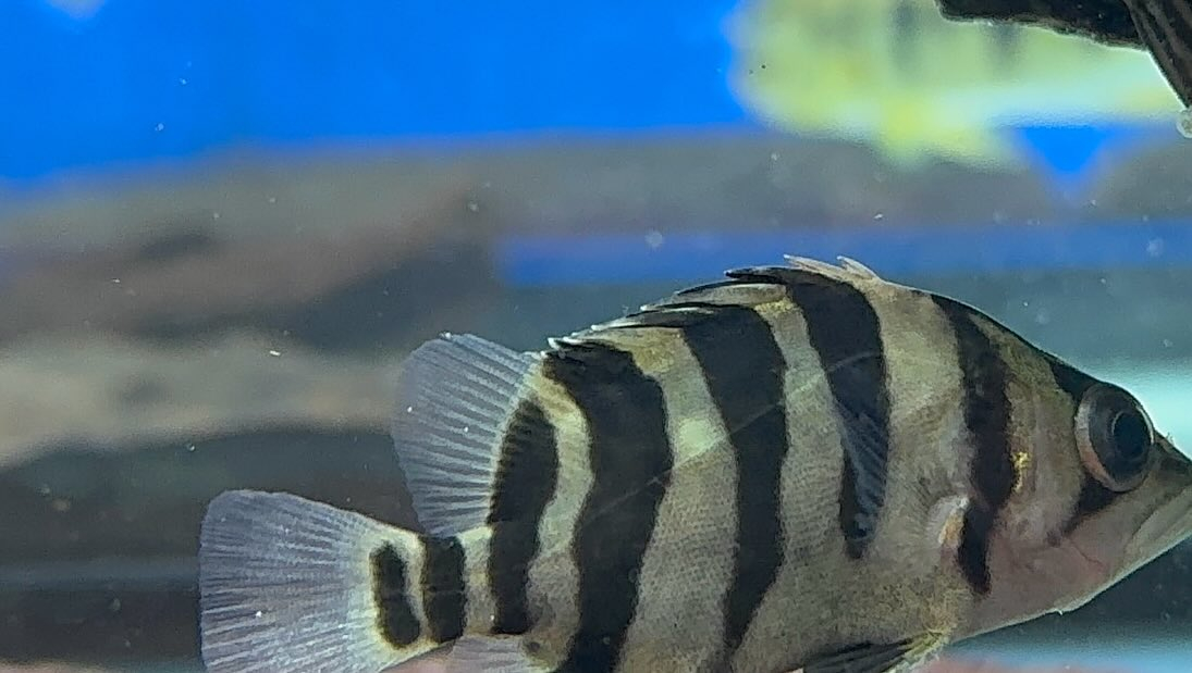 aquastyleg.base.shop/items/115...