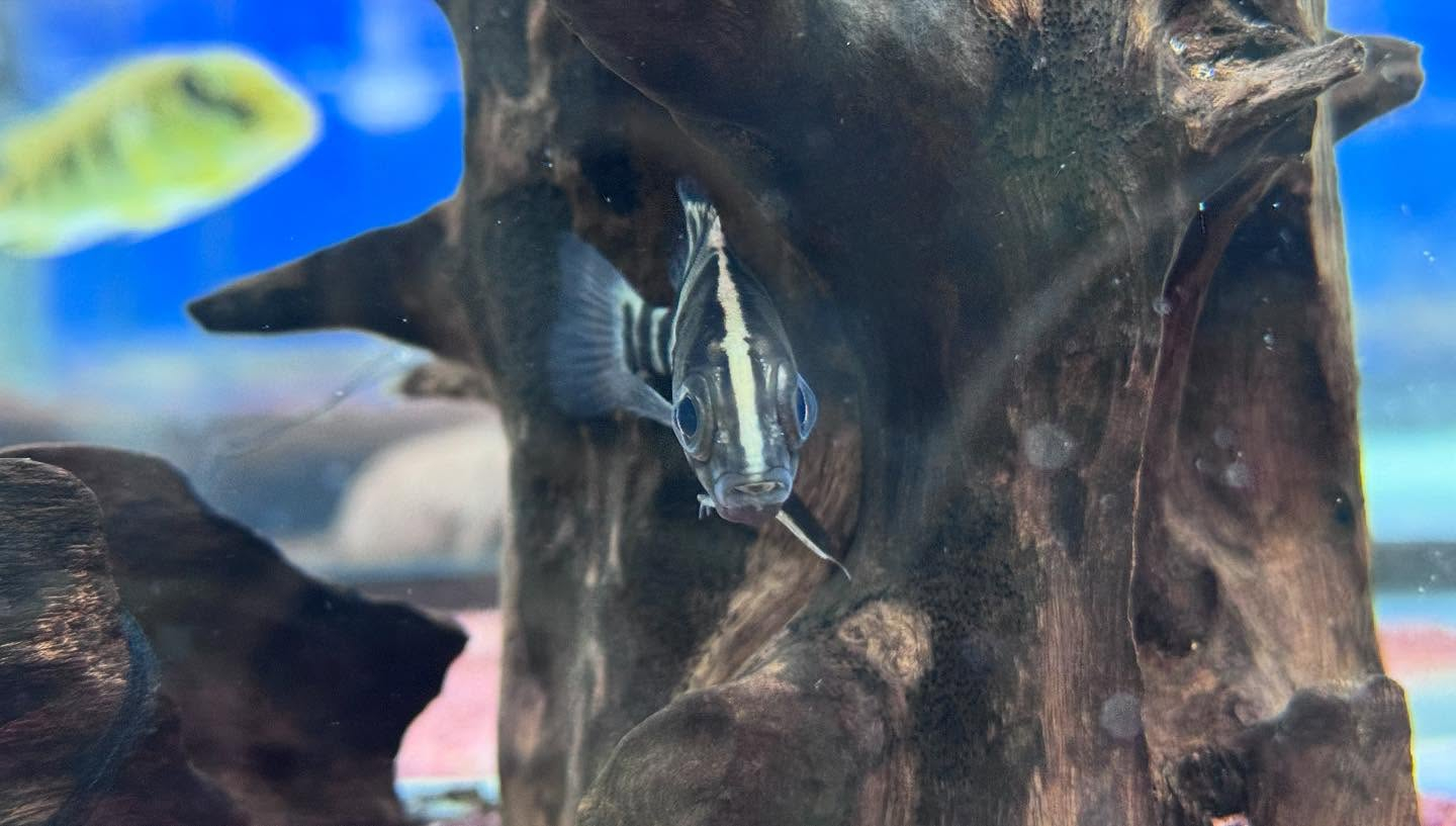 aquastyleg.base.shop/items/115...