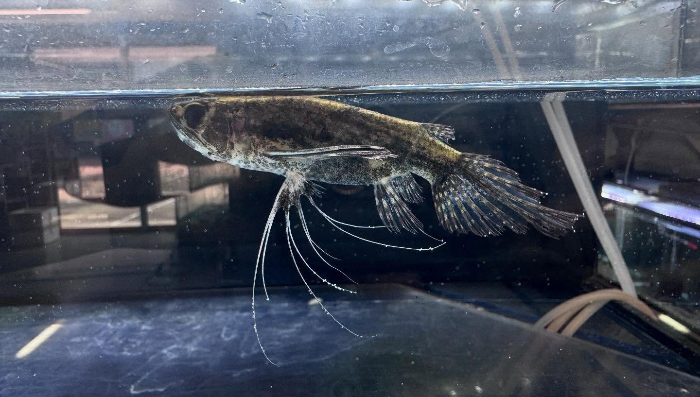 aquastyleg.base.shop/items/117...