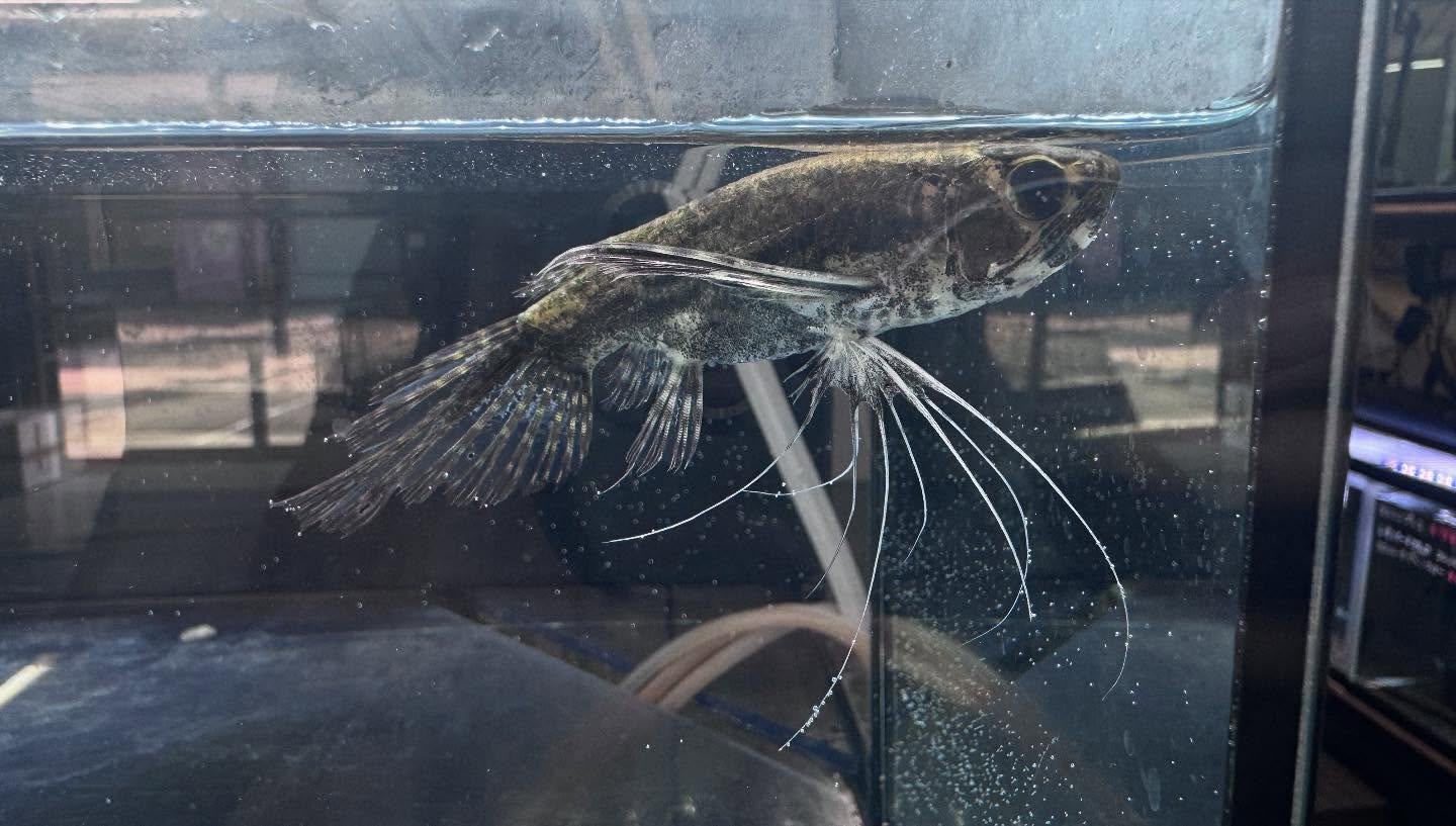 aquastyleg.base.shop/items/117...