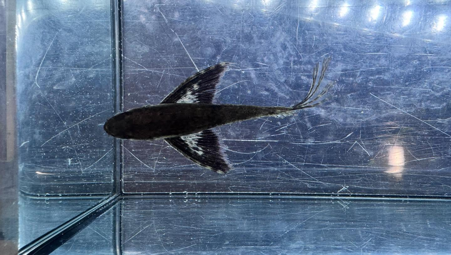 aquastyleg.base.shop/items/117...