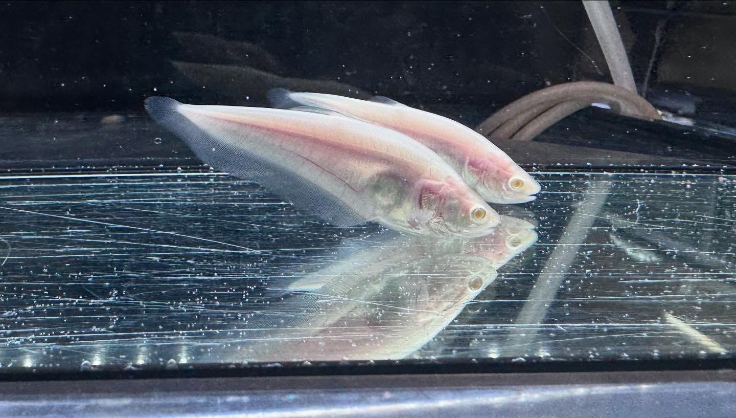 aquastyleg.base.shop/items/117...