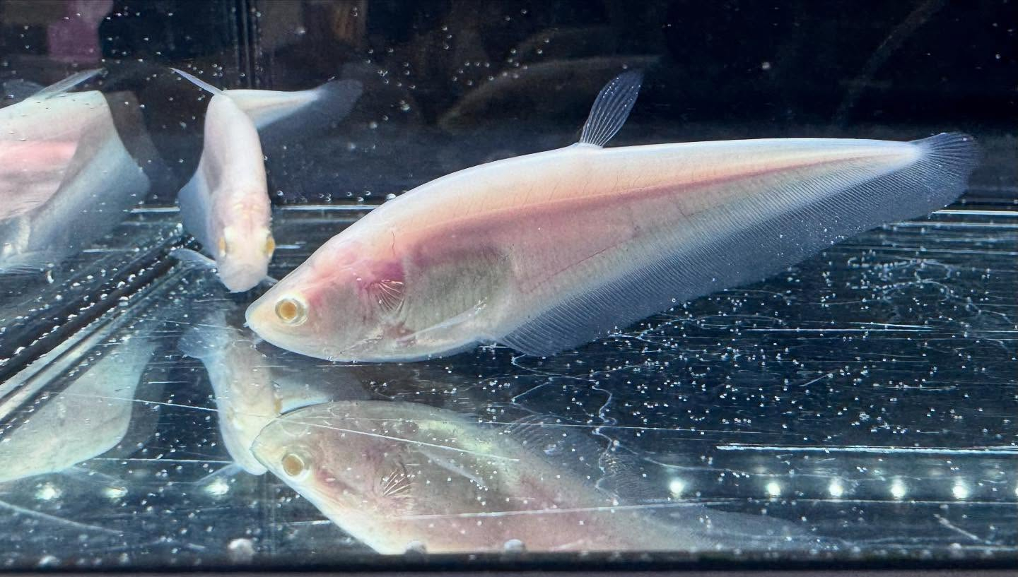 aquastyleg.base.shop/items/117...