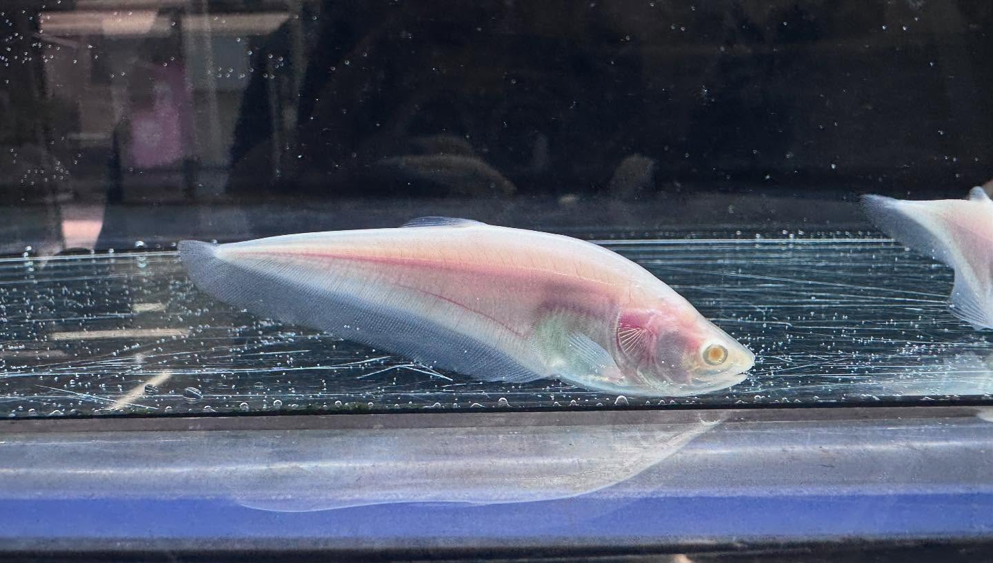 aquastyleg.base.shop/items/117...