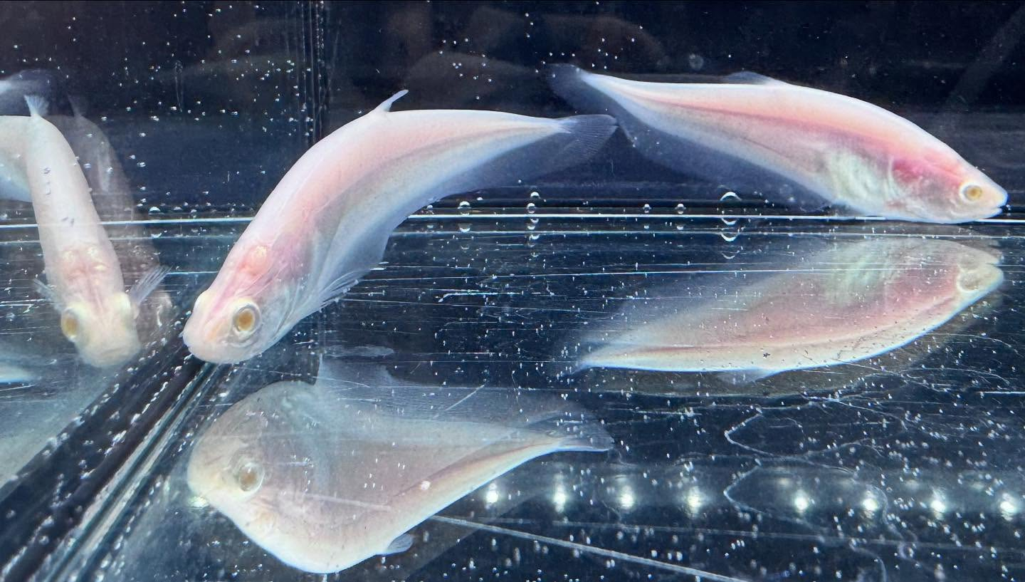 aquastyleg.base.shop/items/117...