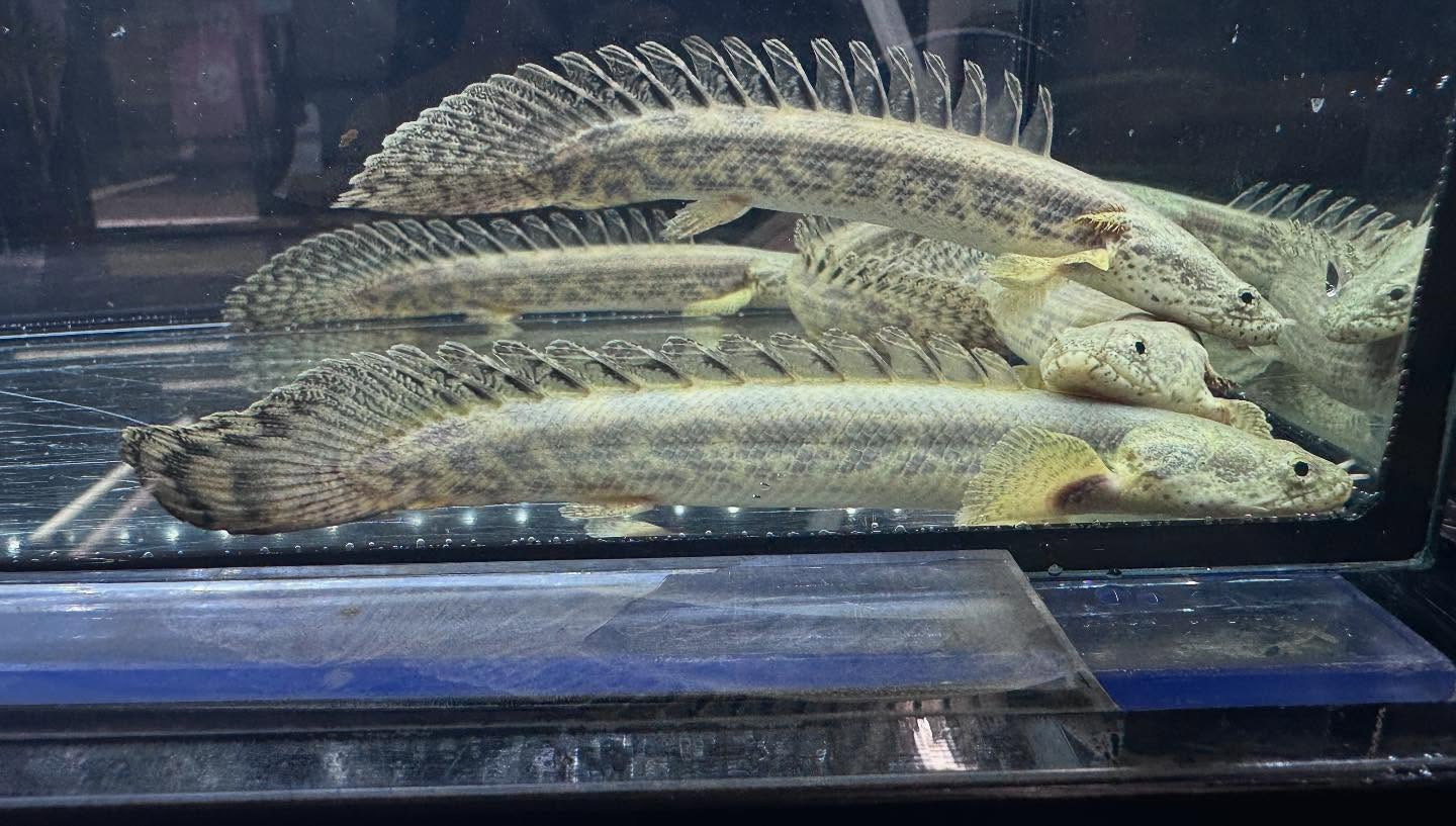 aquastyleg.base.shop/items/117...