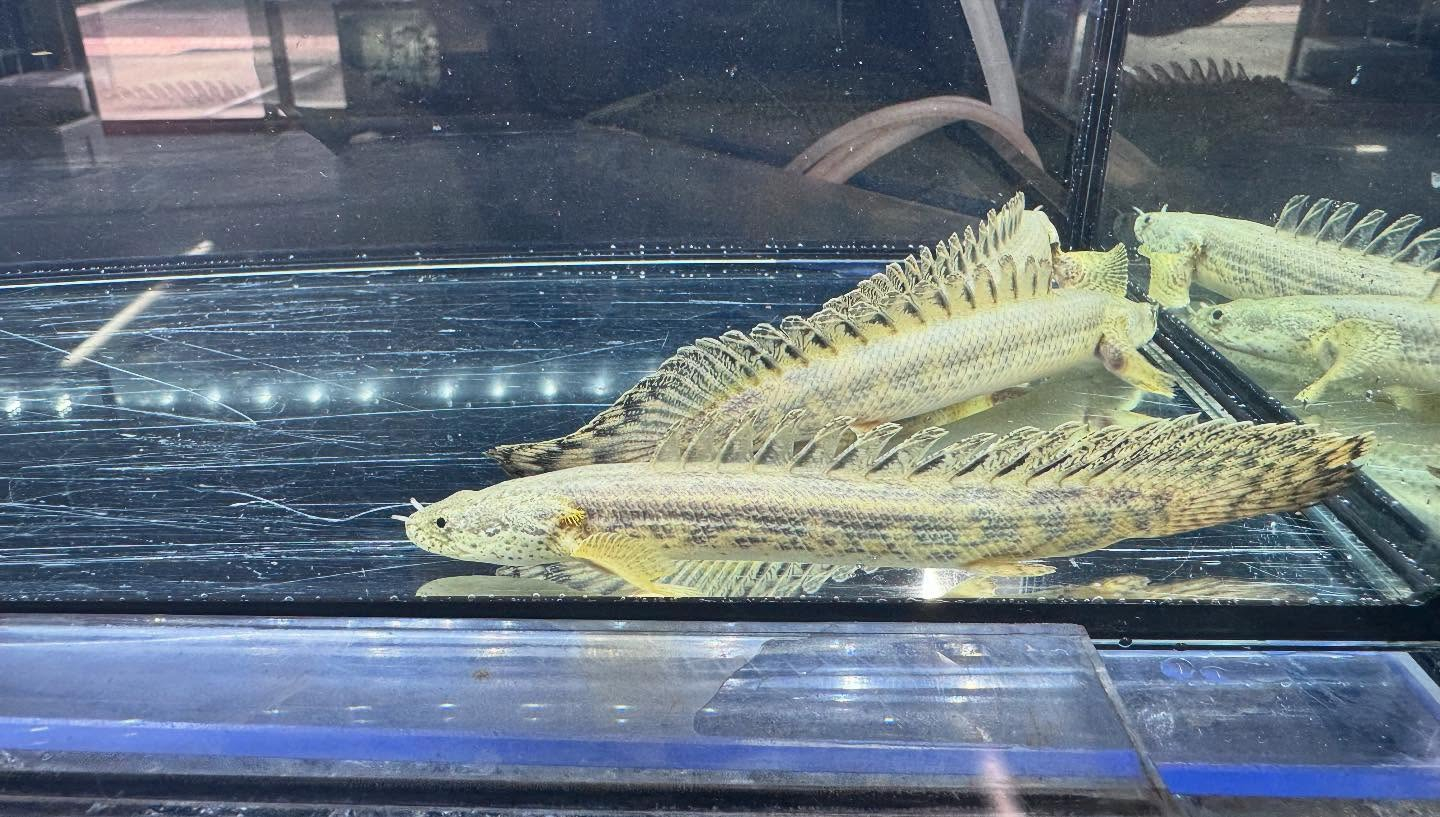 aquastyleg.base.shop/items/117...