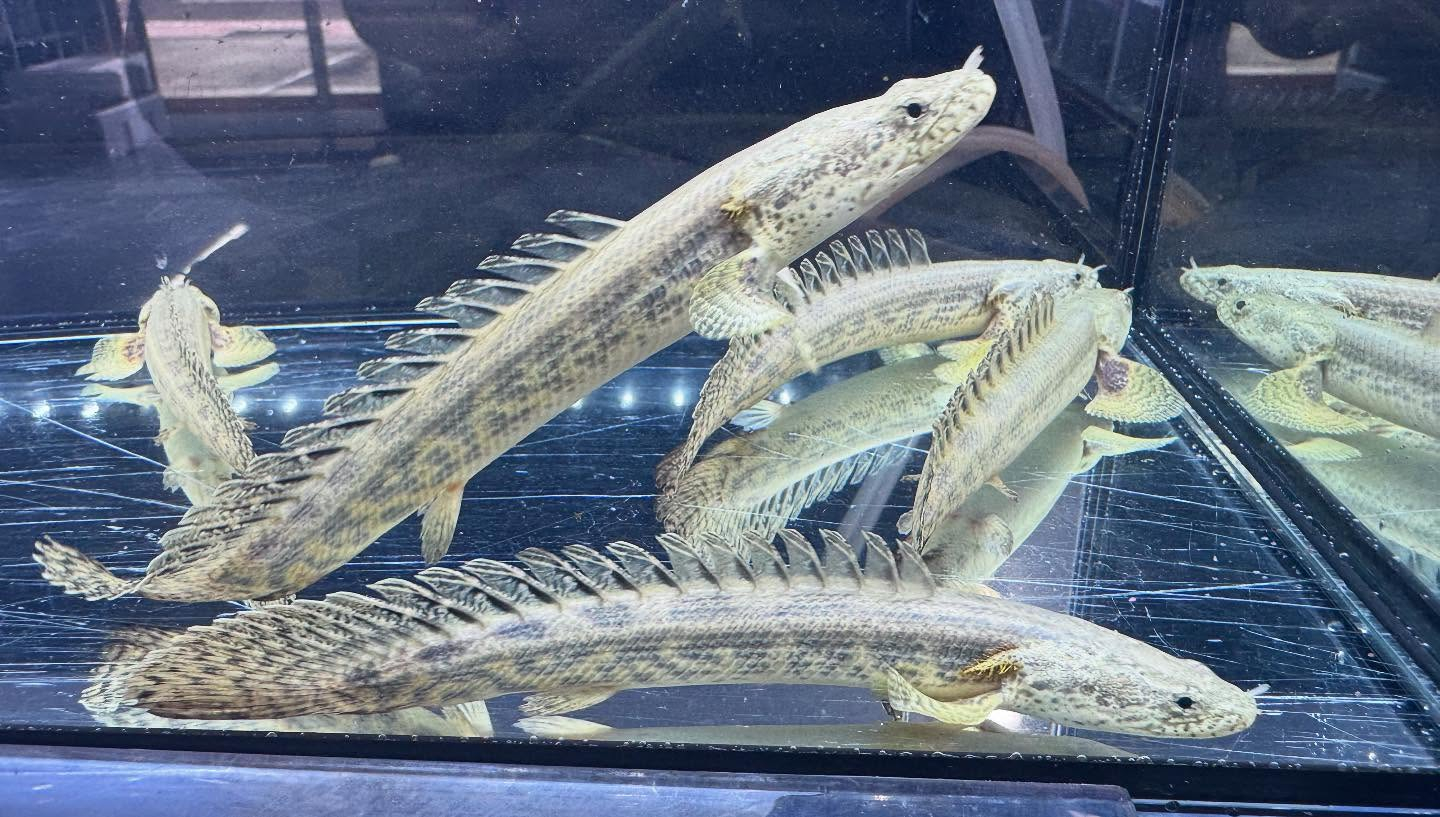 aquastyleg.base.shop/items/117...