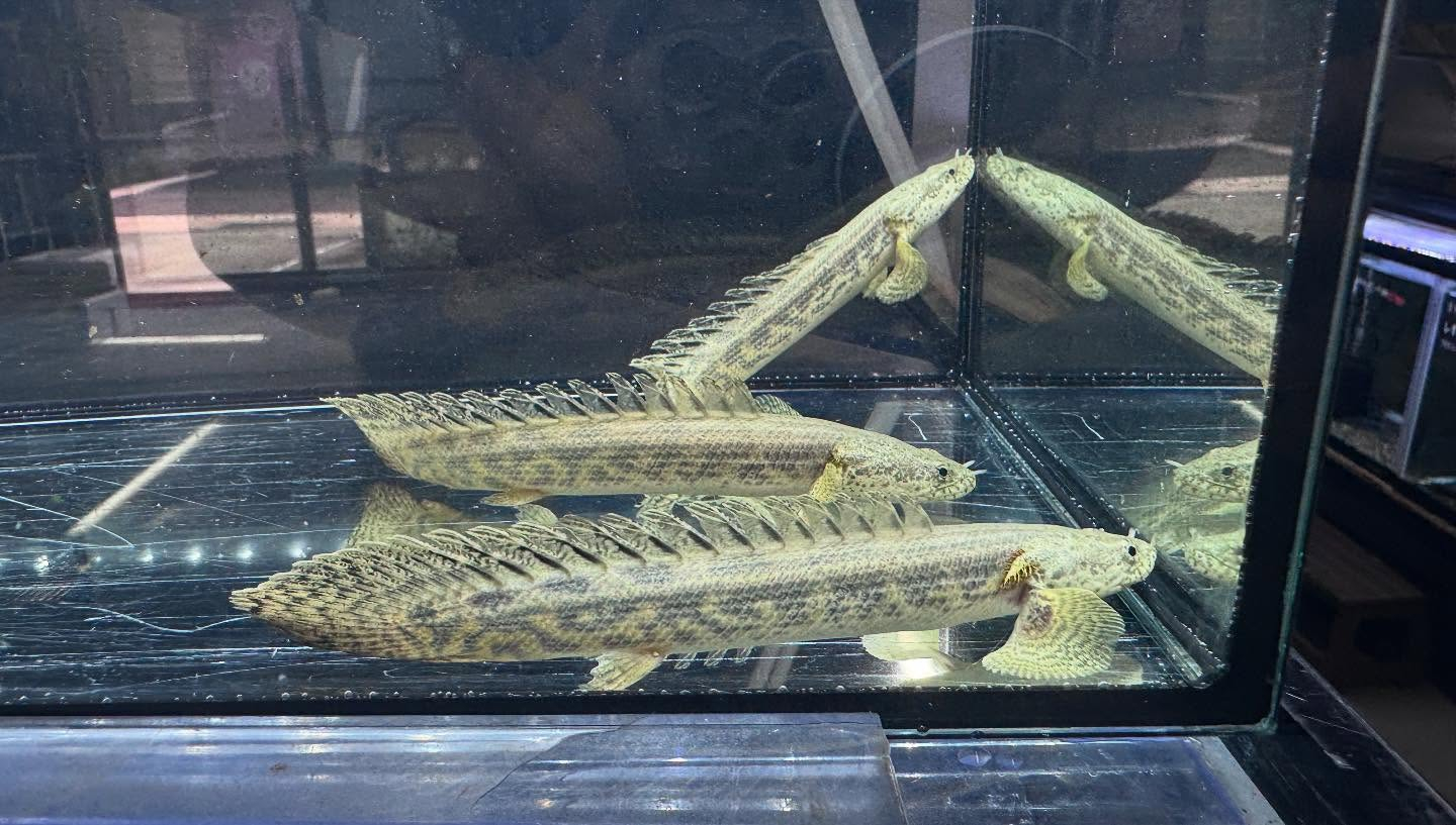 aquastyleg.base.shop/items/117...