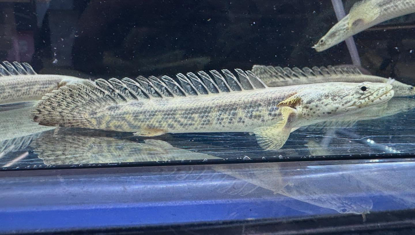 aquastyleg.base.shop/items/117...