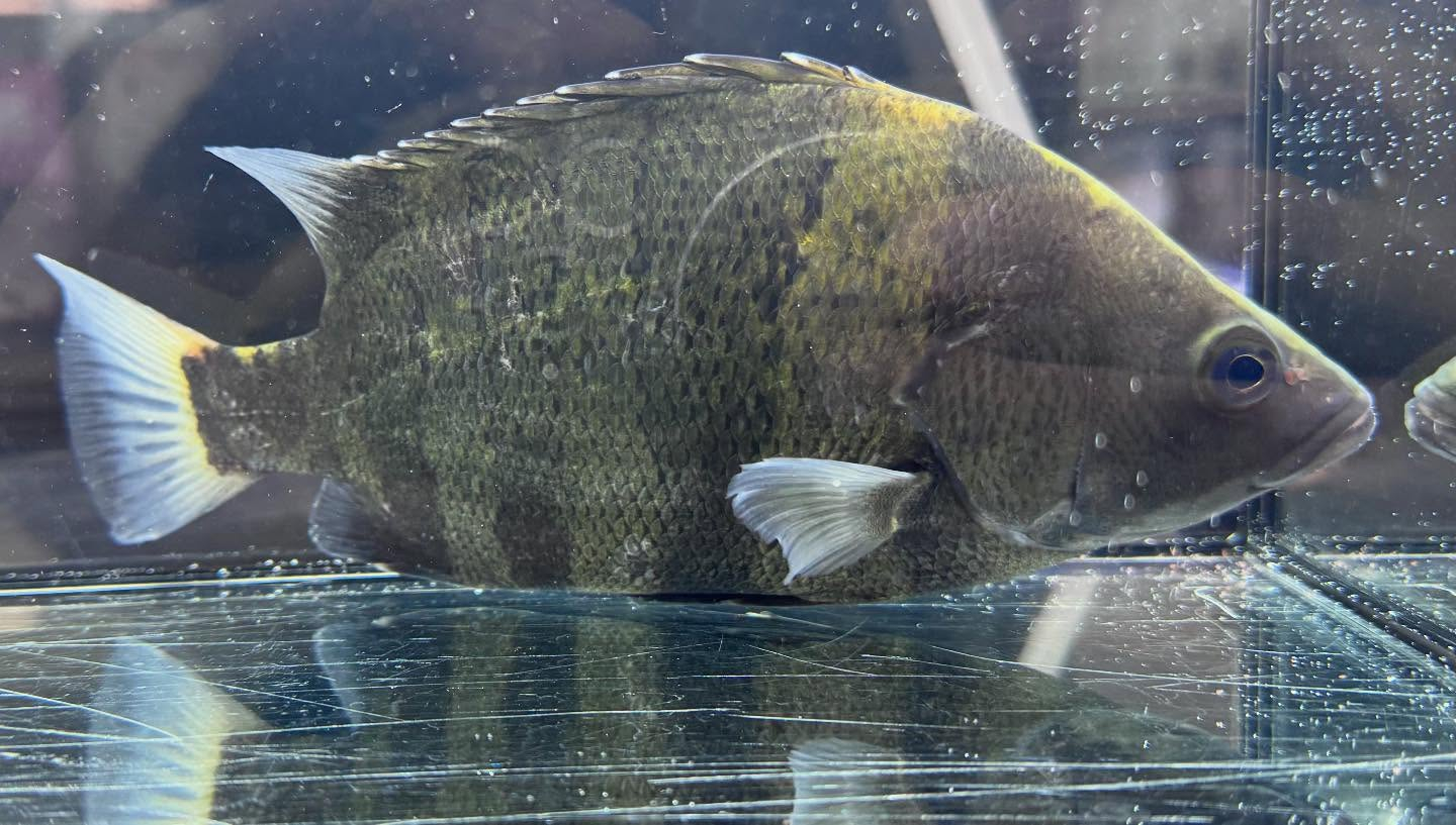 aquastyleg.base.shop/items/117...