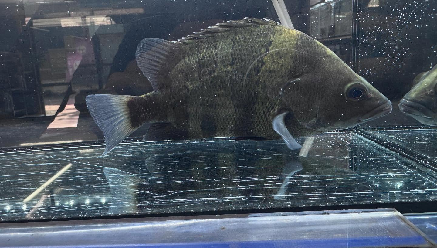 aquastyleg.base.shop/items/117...