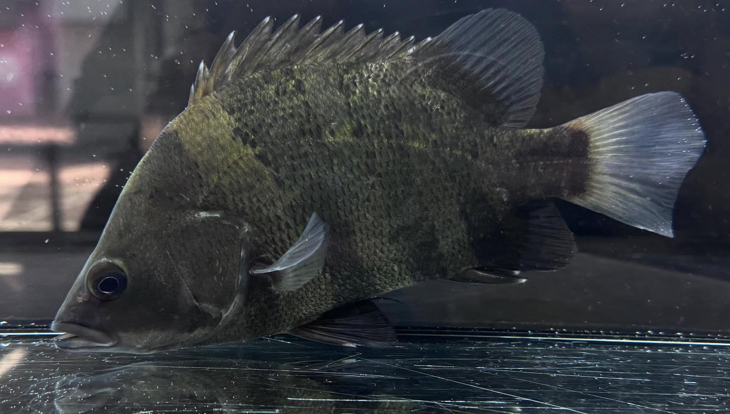 aquastyleg.base.shop/items/117...