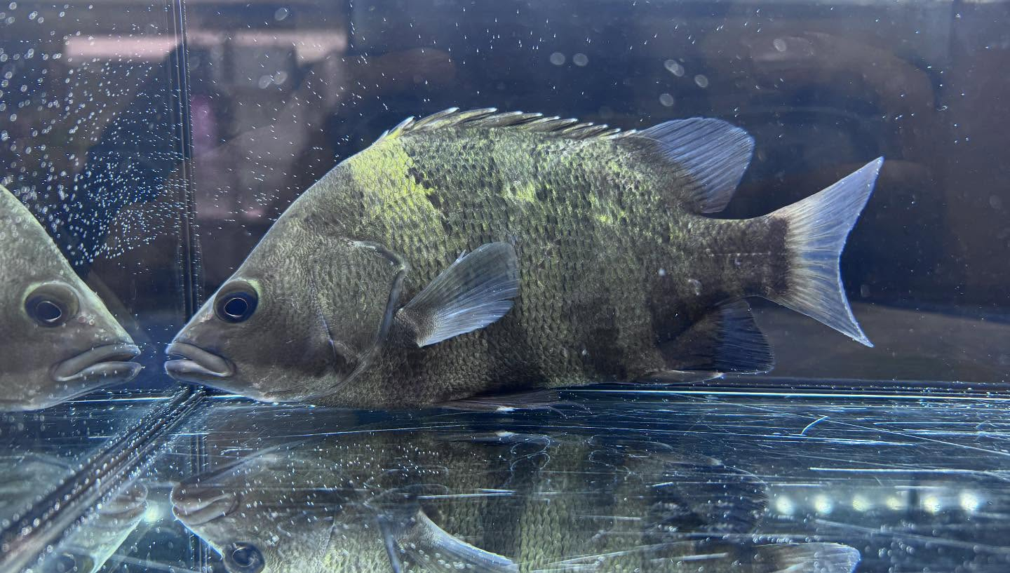 aquastyleg.base.shop/items/117...