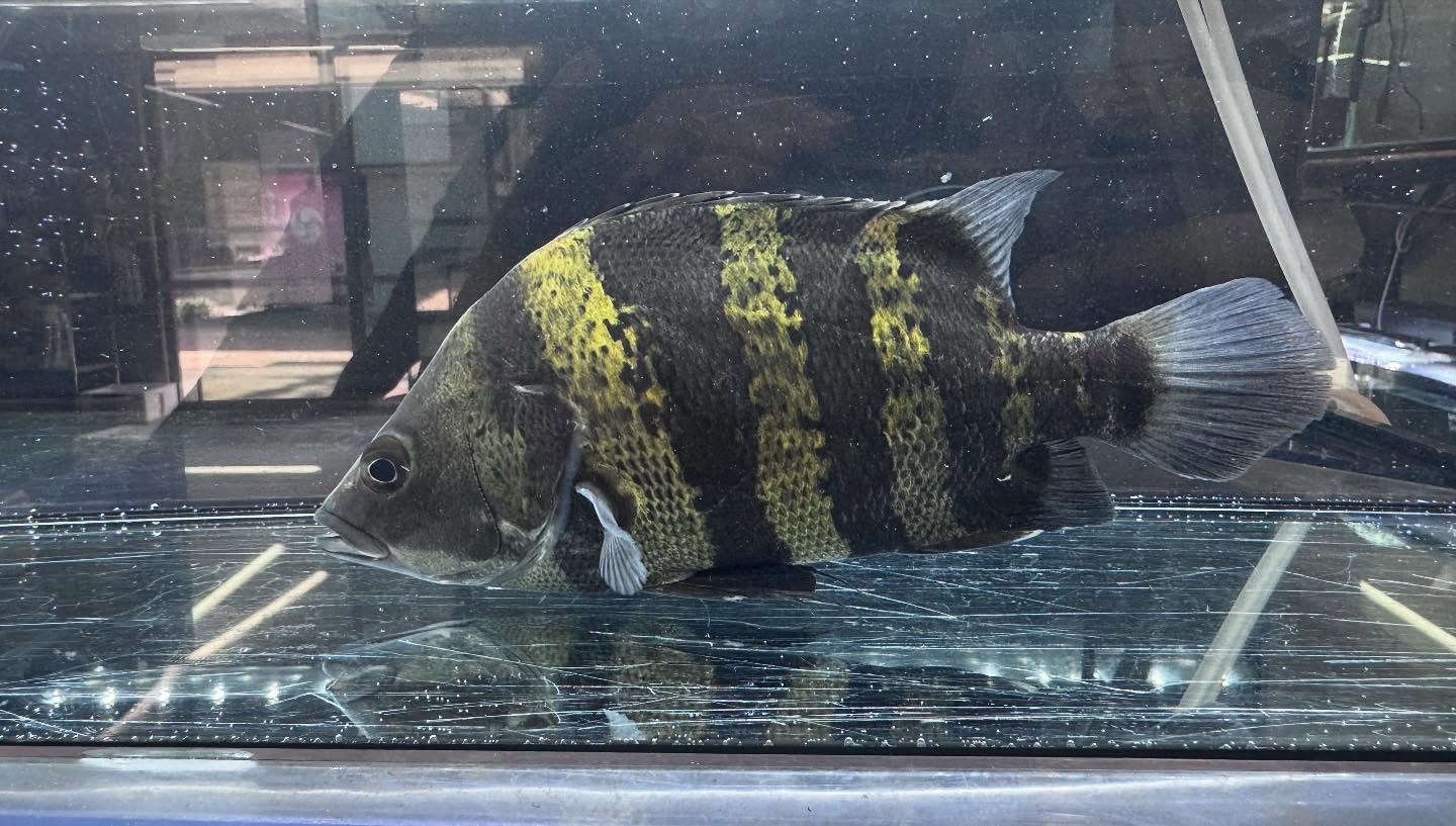 aquastyleg.base.shop/items/117...