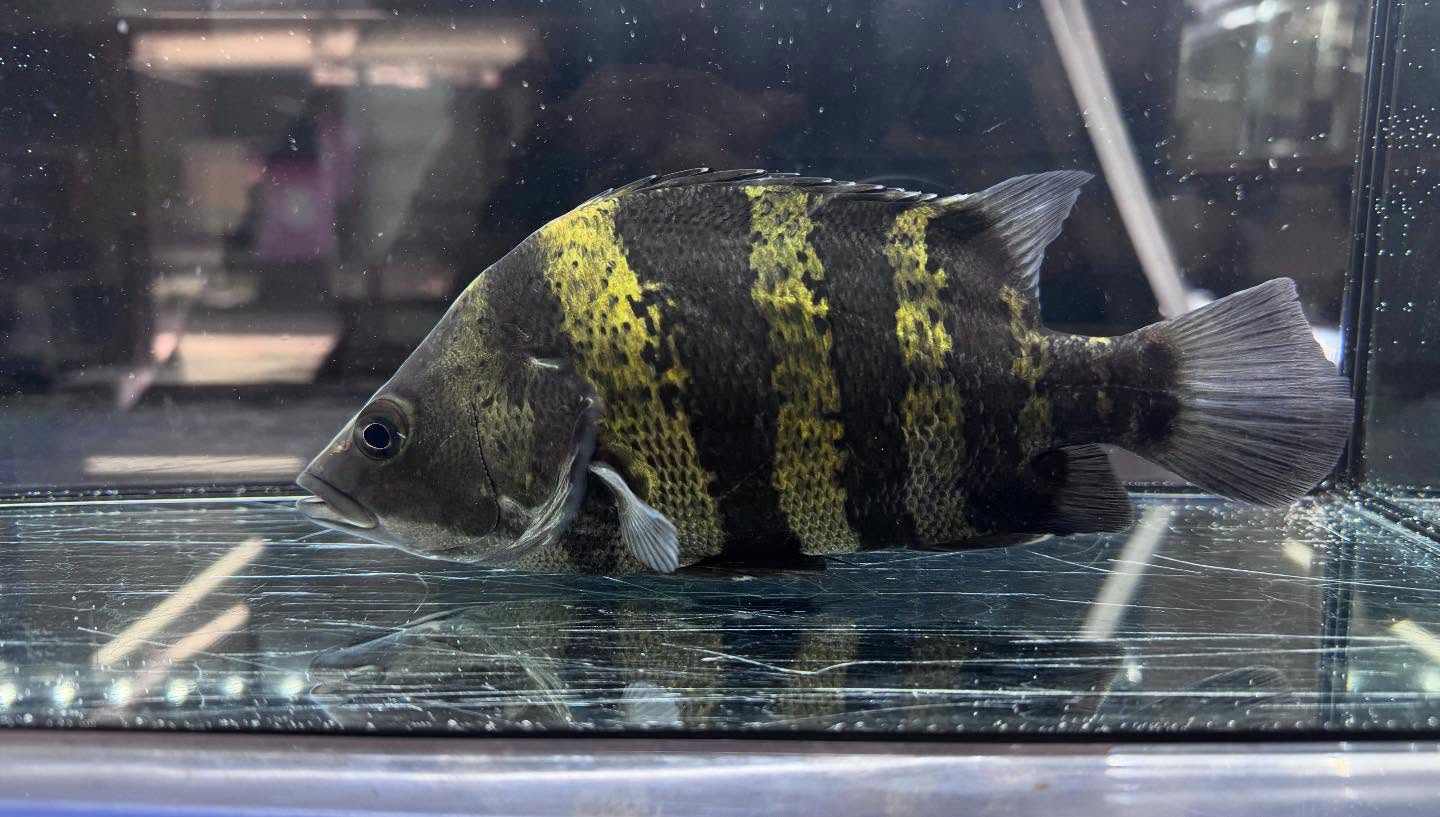 aquastyleg.base.shop/items/117...