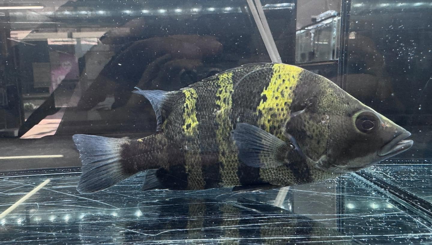 aquastyleg.base.shop/items/117...