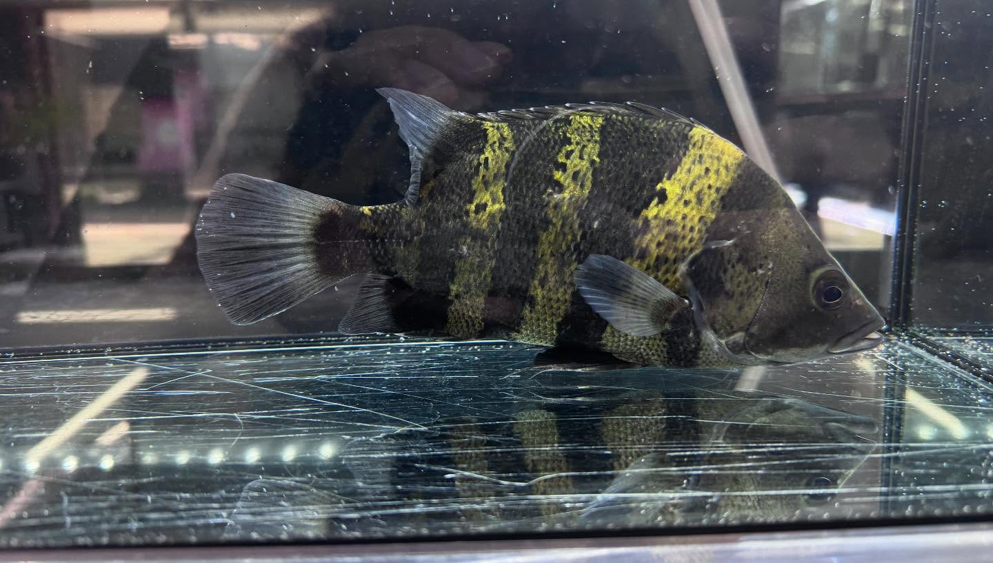 aquastyleg.base.shop/items/117...