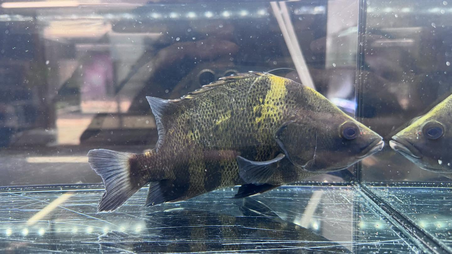 aquastyleg.base.shop/items/117...