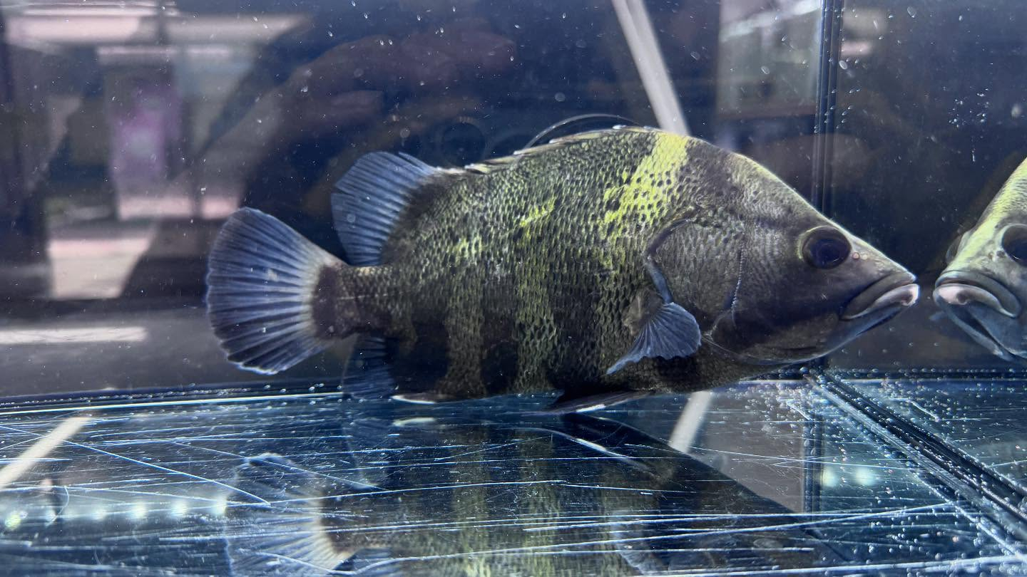 aquastyleg.base.shop/items/117...