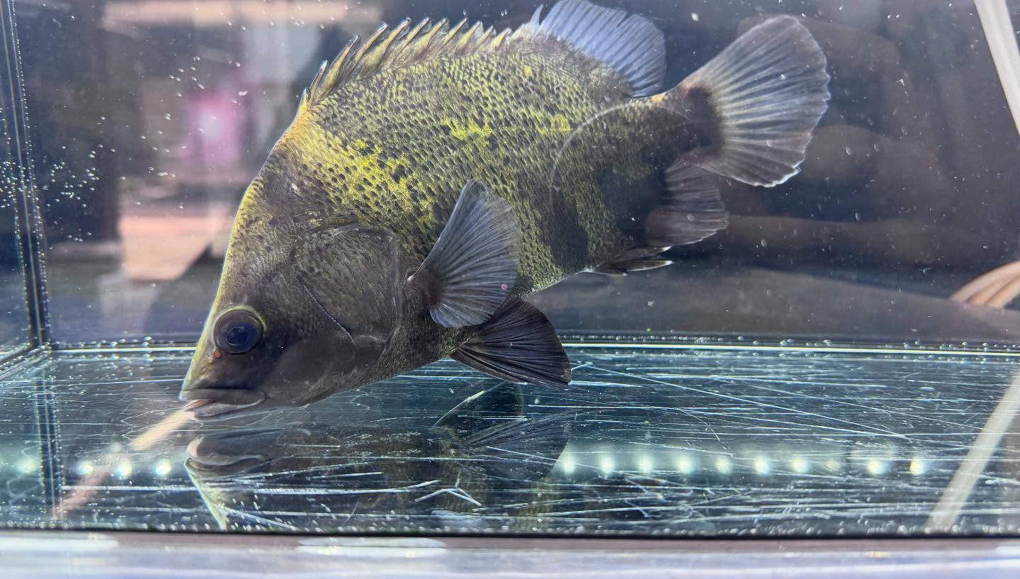 aquastyleg.base.shop/items/117...