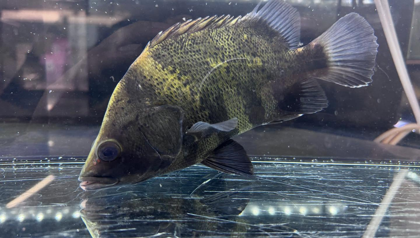 aquastyleg.base.shop/items/117...