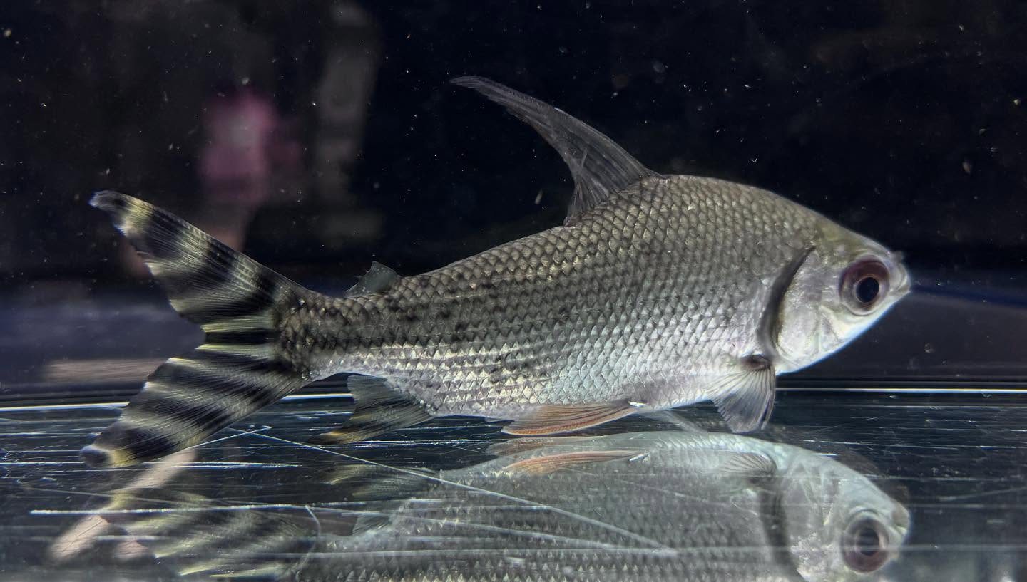 aquastyleg.base.shop/items/114...