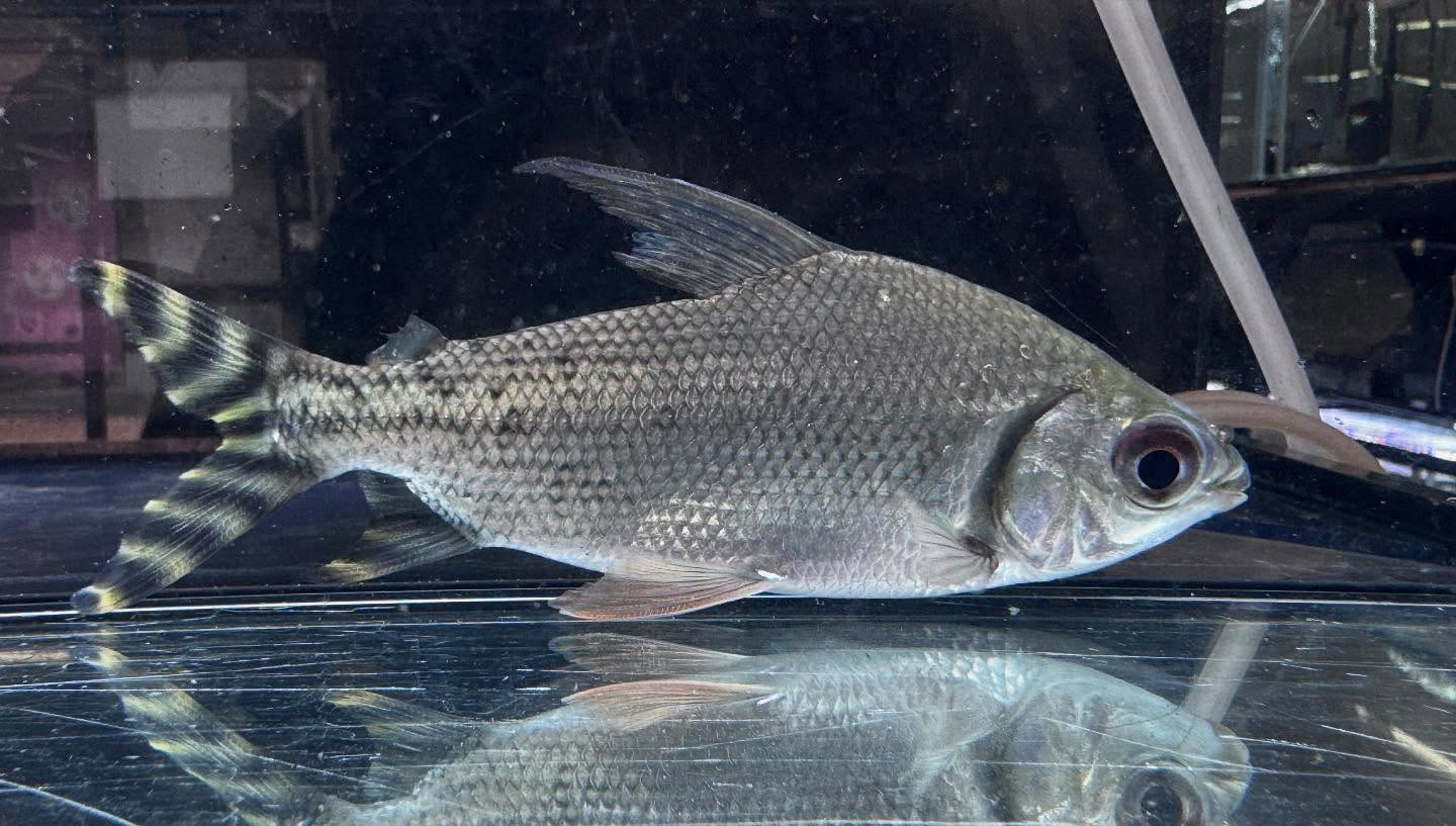 aquastyleg.base.shop/items/114...