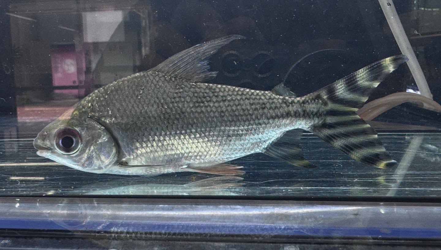 aquastyleg.base.shop/items/114...