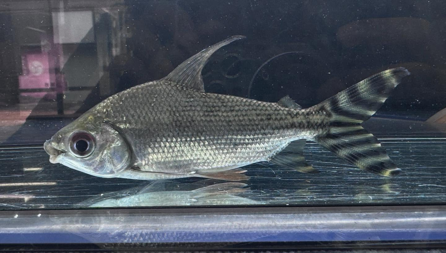 aquastyleg.base.shop/items/114...