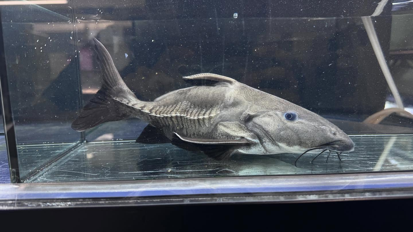 aquastyleg.base.shop/items/107...