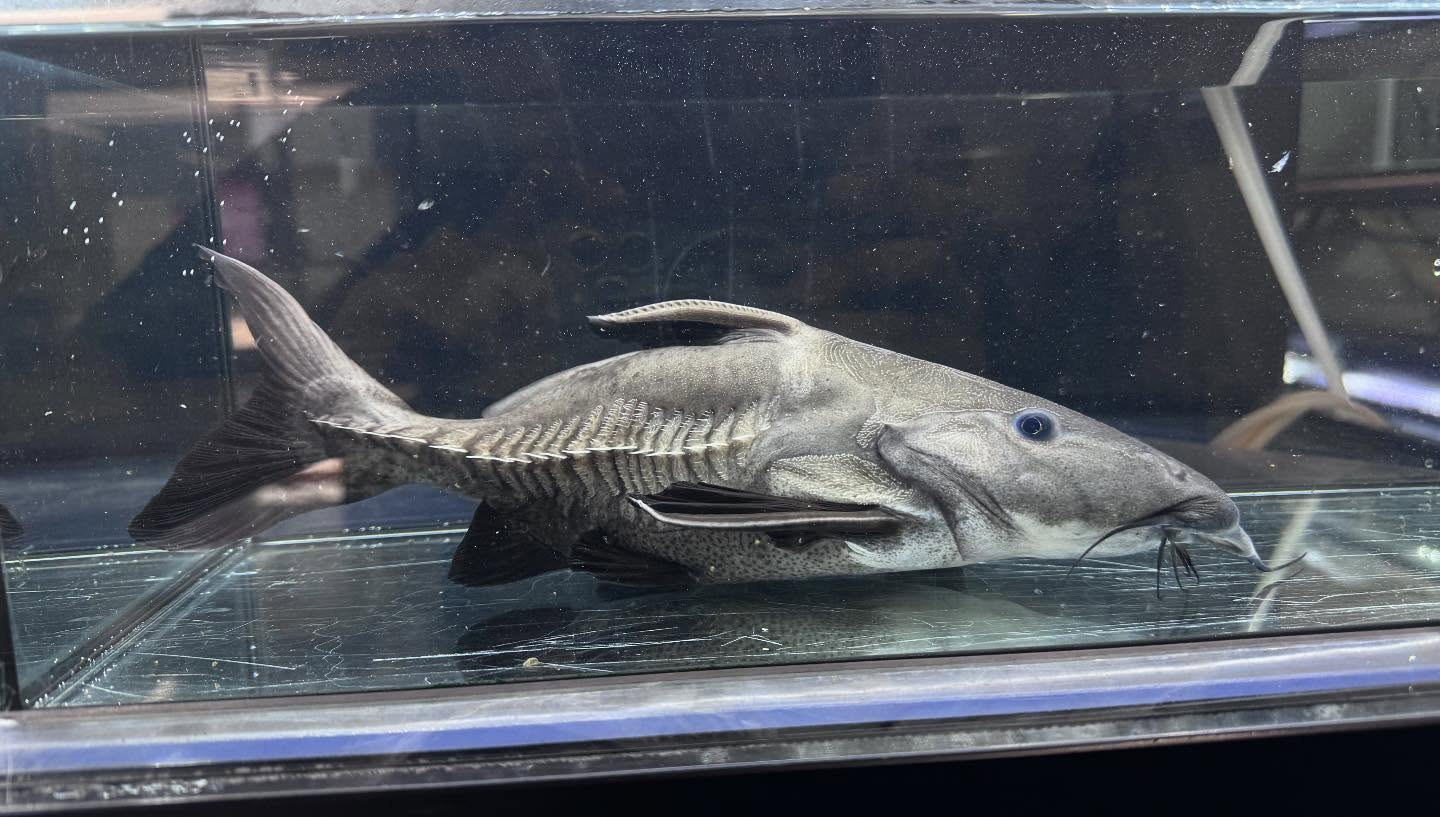 aquastyleg.base.shop/items/107...