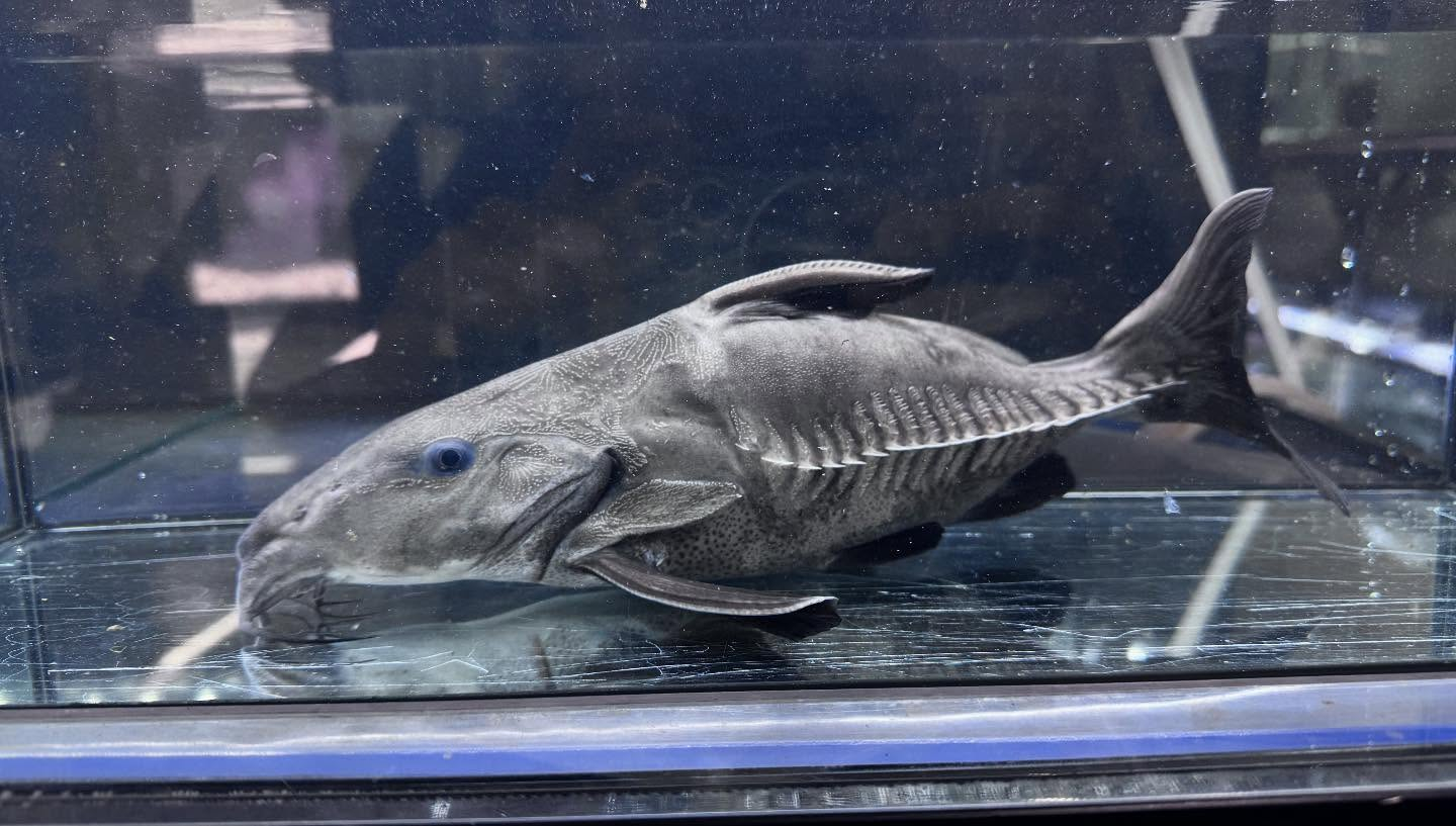 aquastyleg.base.shop/items/107...