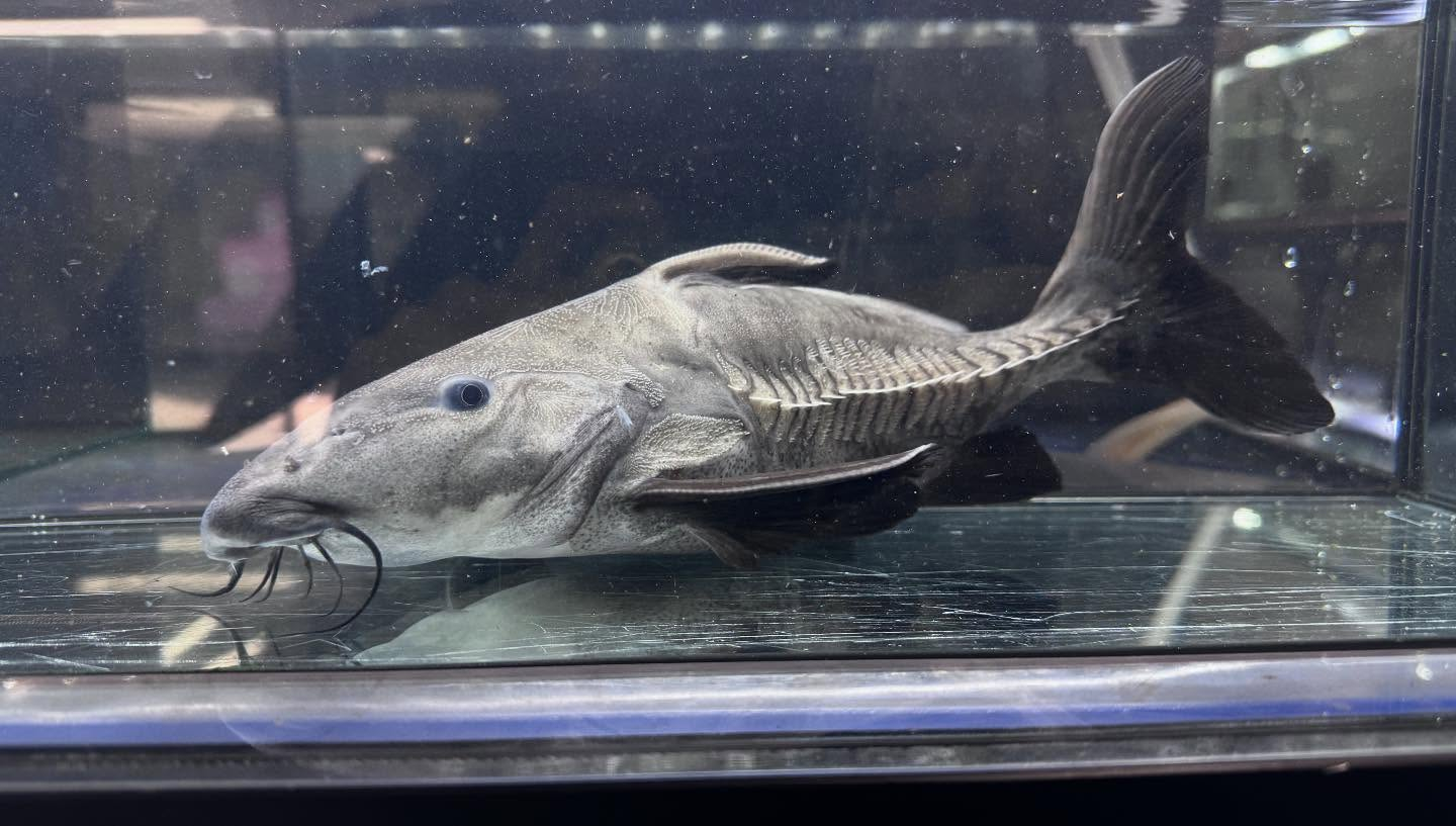 aquastyleg.base.shop/items/107...