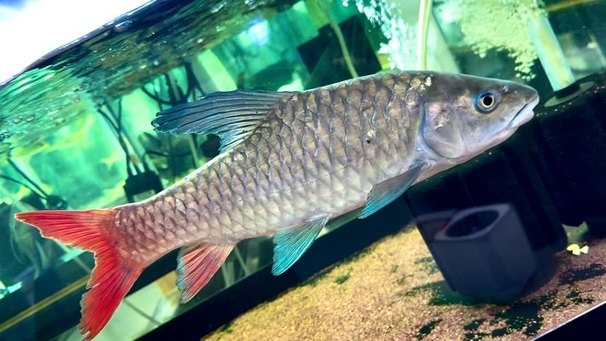 ラベオバルブスsp.中サイズ¥49,800