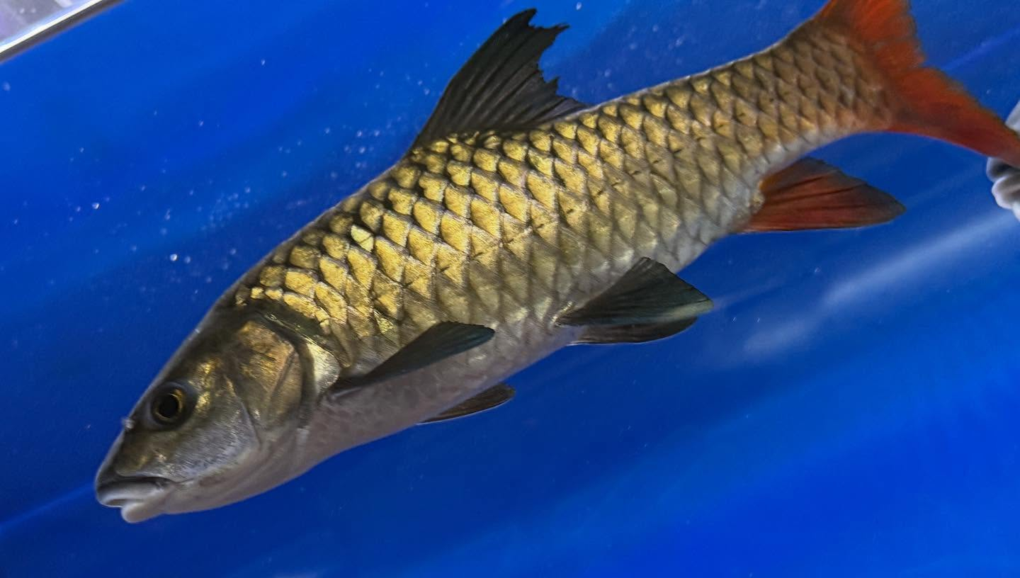 ラベオバルブスsp.中サイズ¥49,800