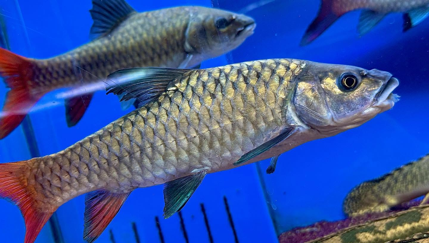 ラベオバルブスsp.中サイズ¥49,800