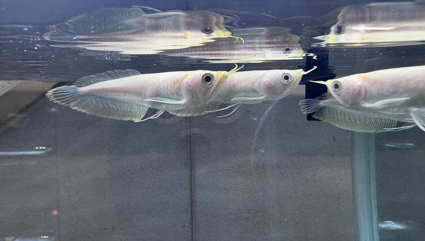 aquastyleg.base.shop/items/116...