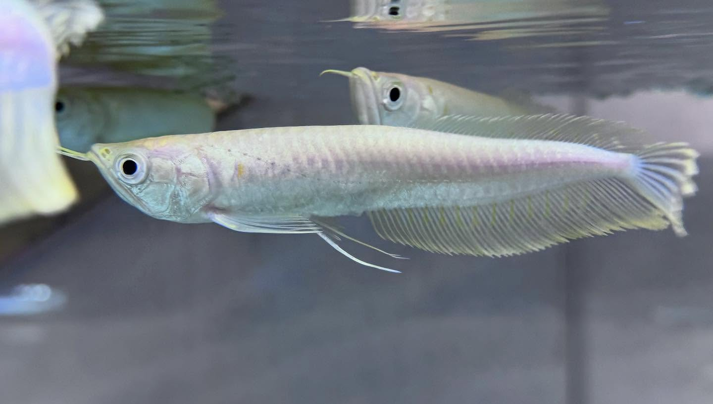 aquastyleg.base.shop/items/116...