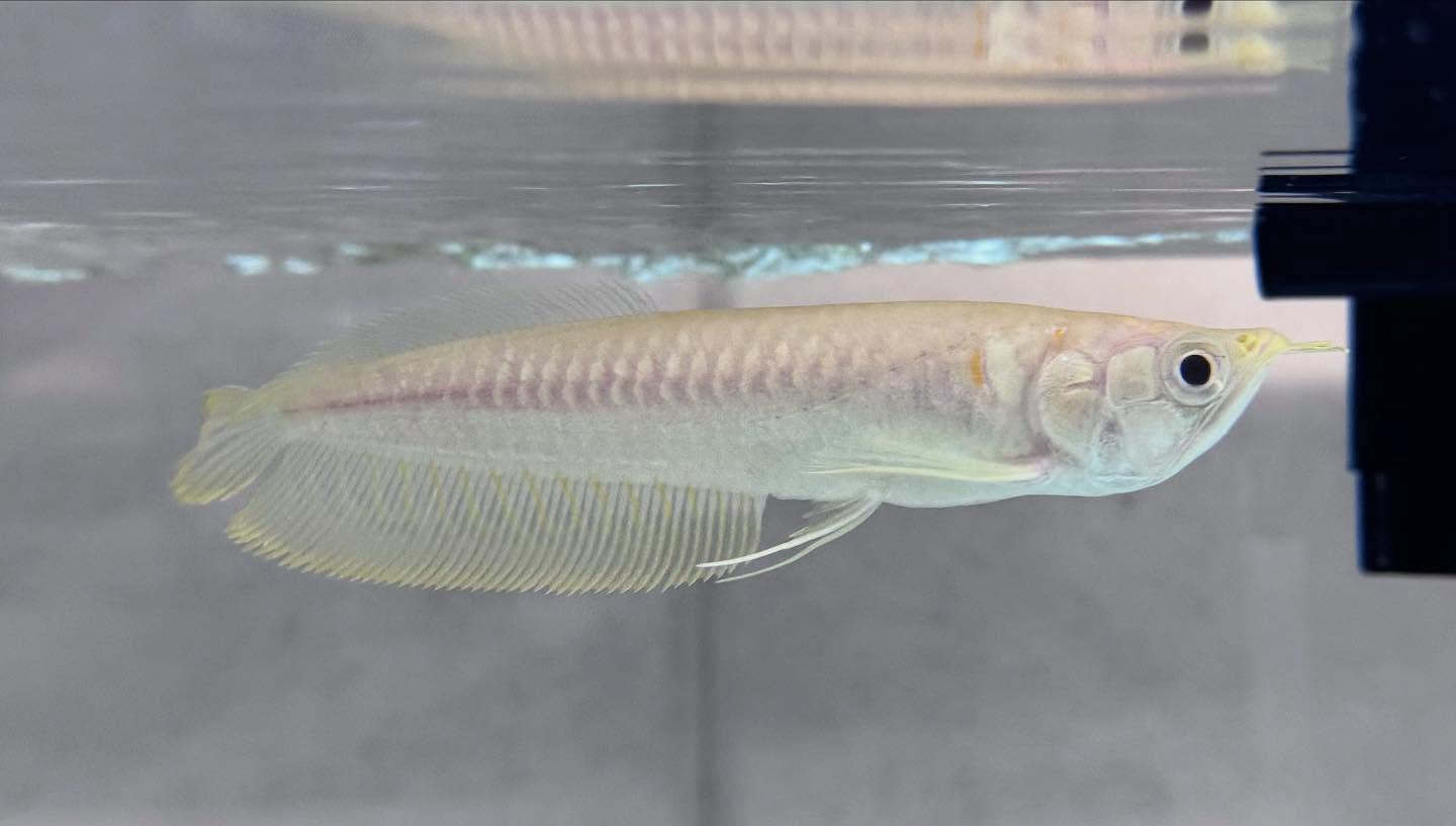 aquastyleg.base.shop/items/116...