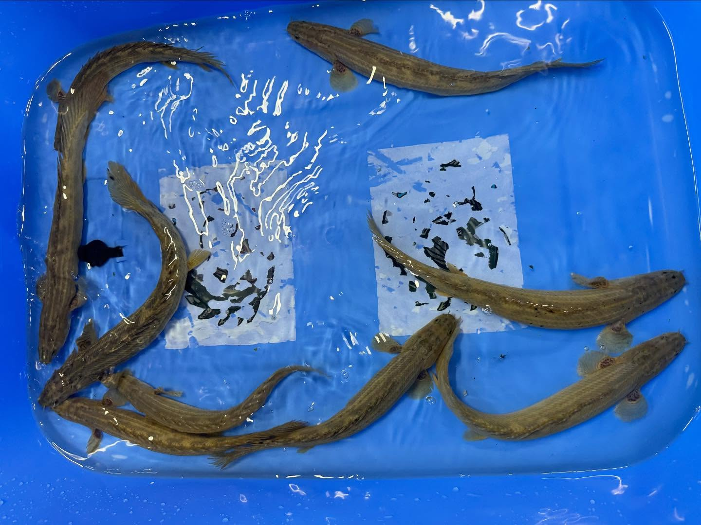 ギニアンポリプテルス入荷